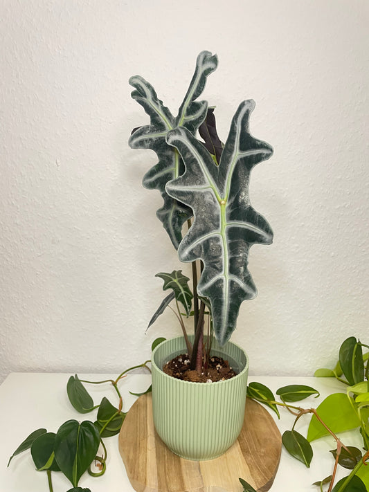 Alocasia Nobilis