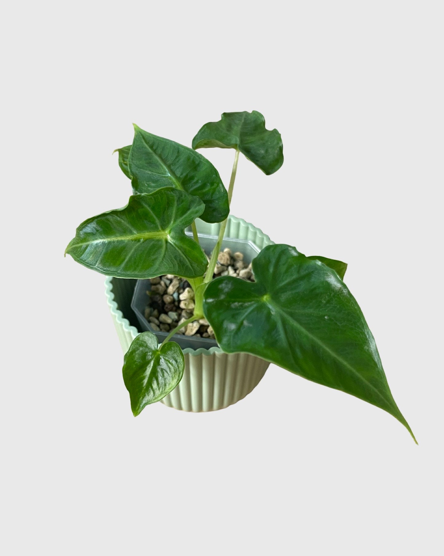 Alocasia Frydek Tattoo