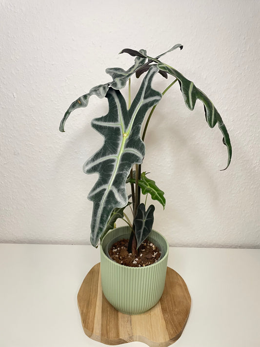 Alocasia Nobilis