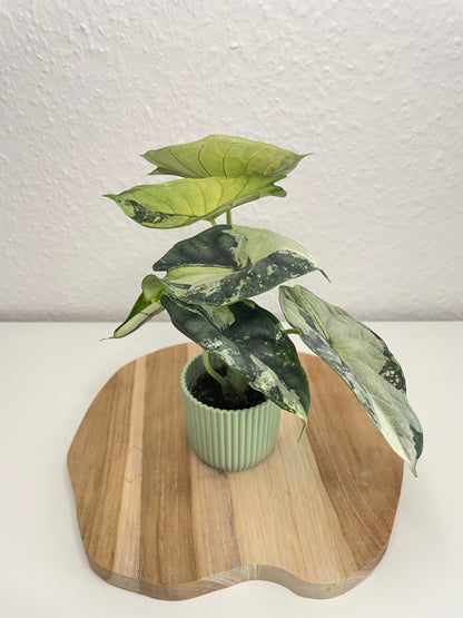 Alocasia Dragon Scale Albo