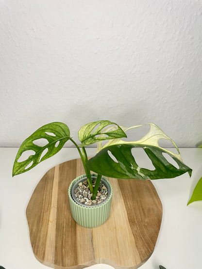 Monstera Adansonii Variegata