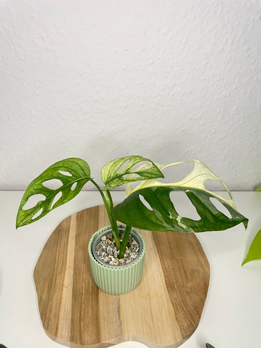 Monstera Adansonii Variegata