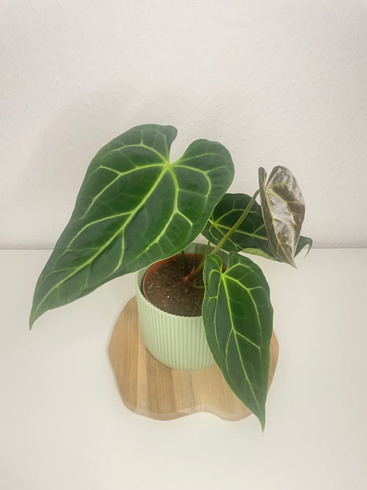 Anthurium Magnificum