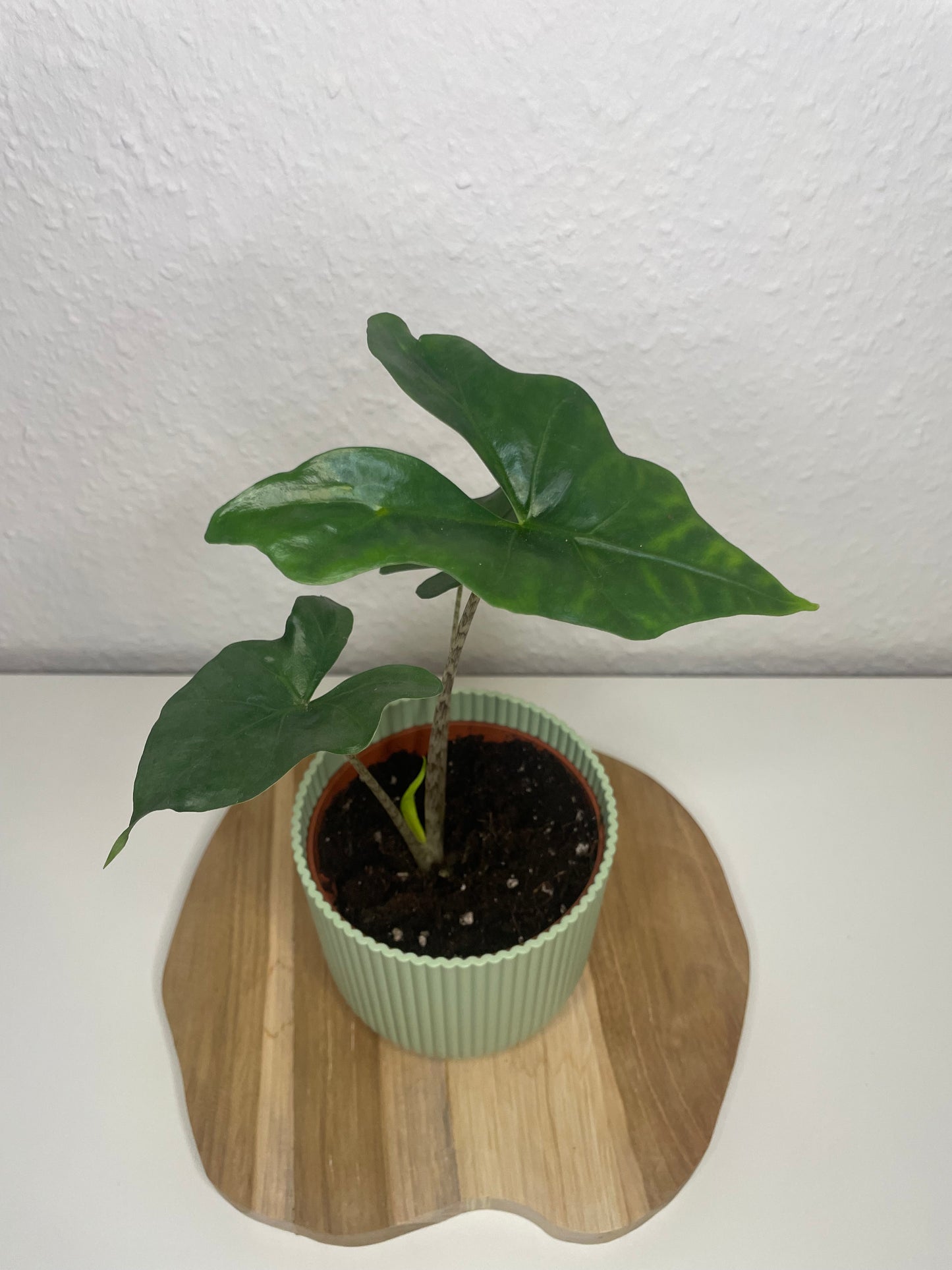Alocasia Nycteris Batwing
