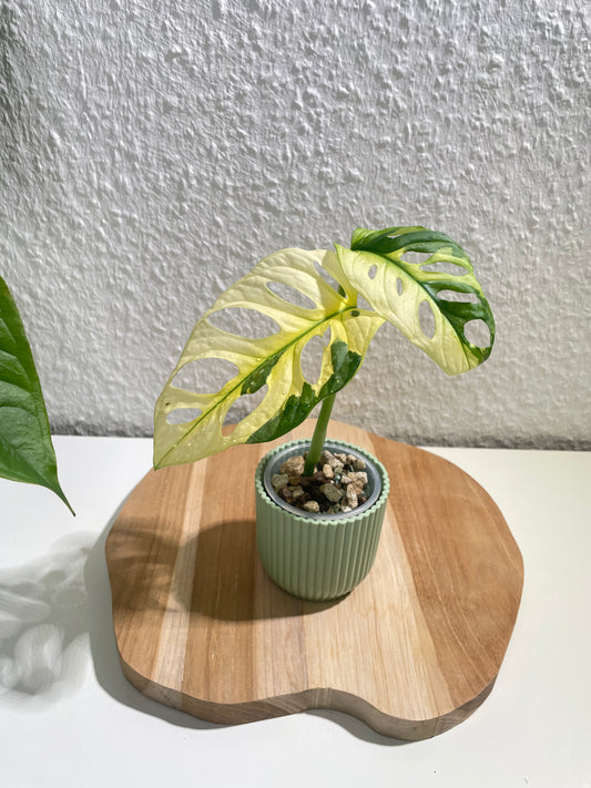 Monstera Adansonii Variegata
