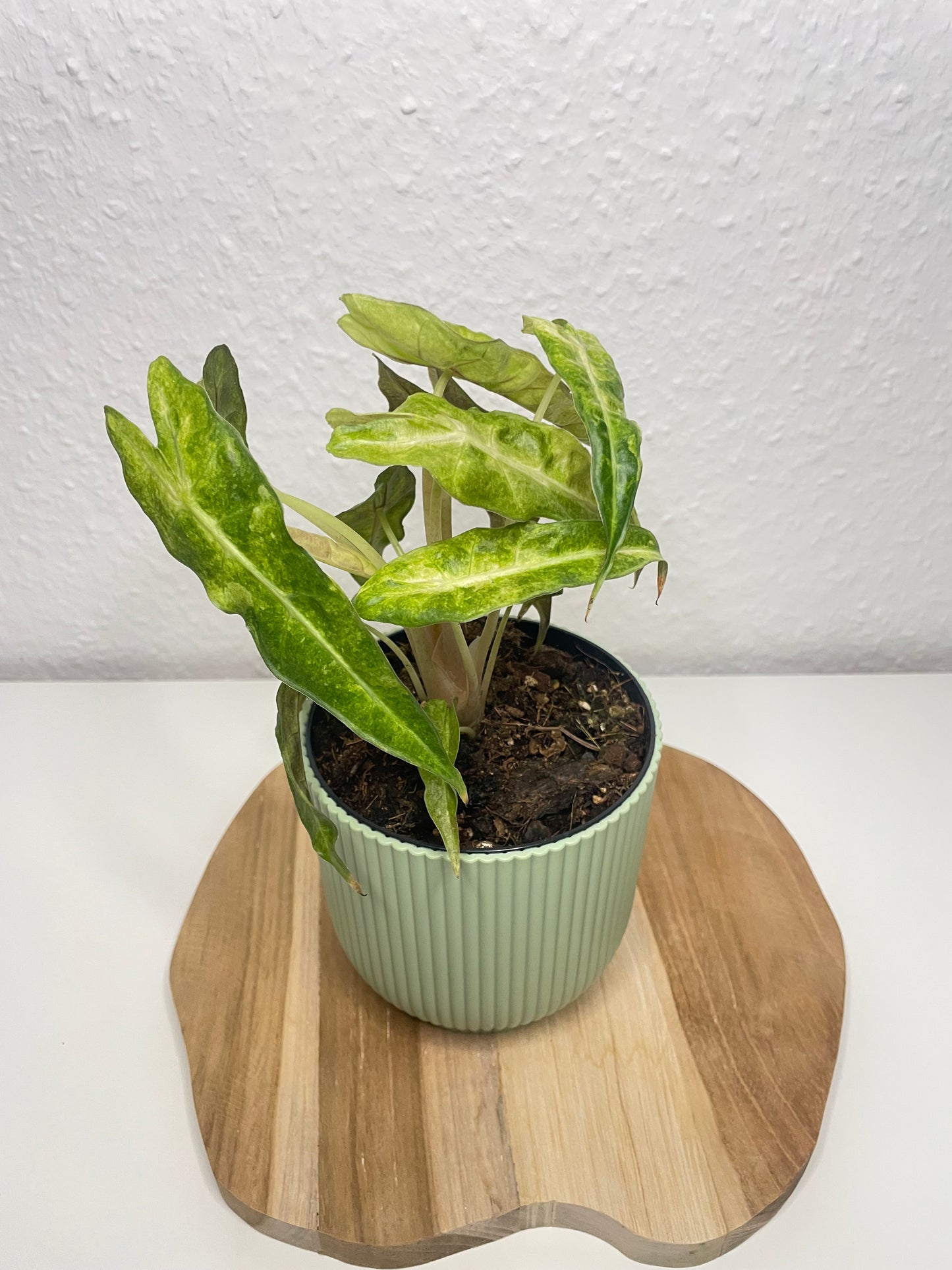 Alocasia Polly Variegata Aurea