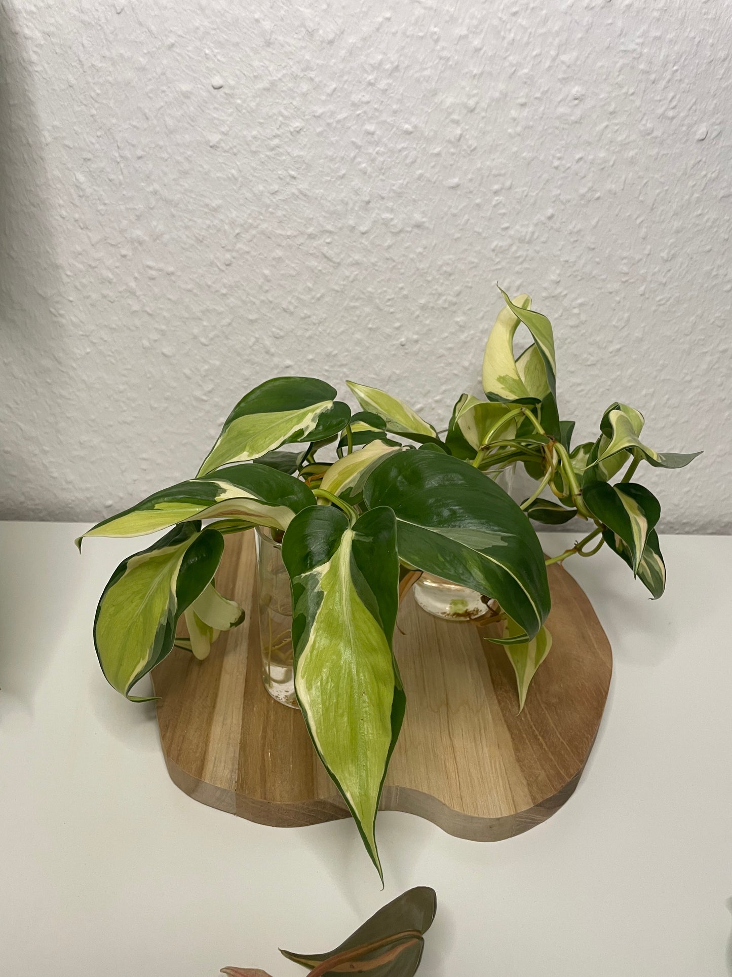 Philodendron Scandens Rio