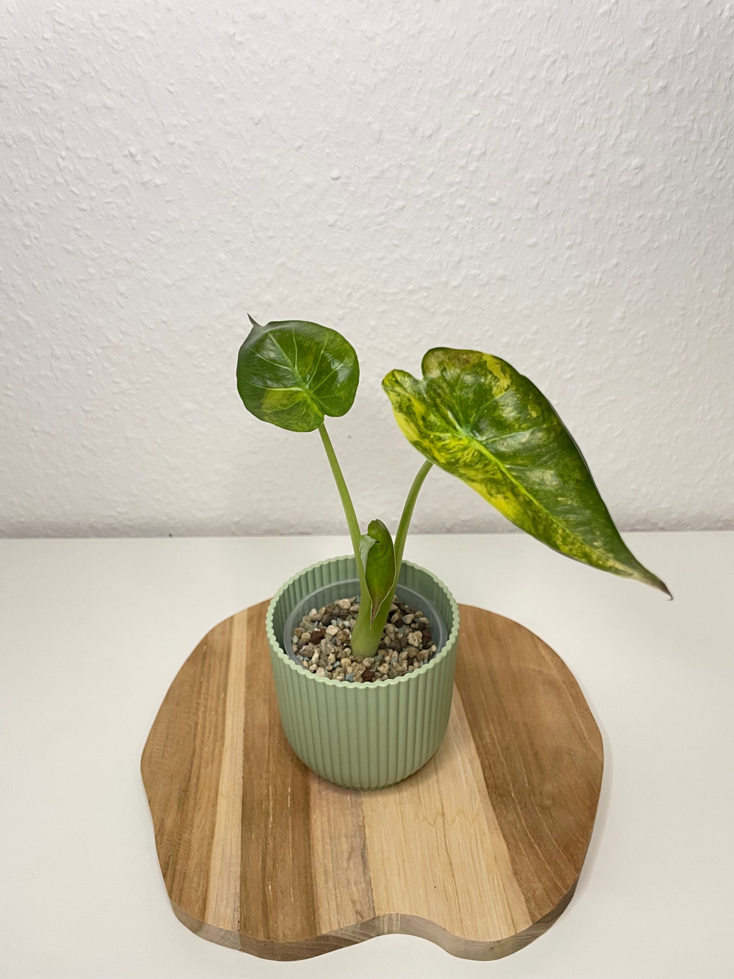 Alocasia Wentii Variegata