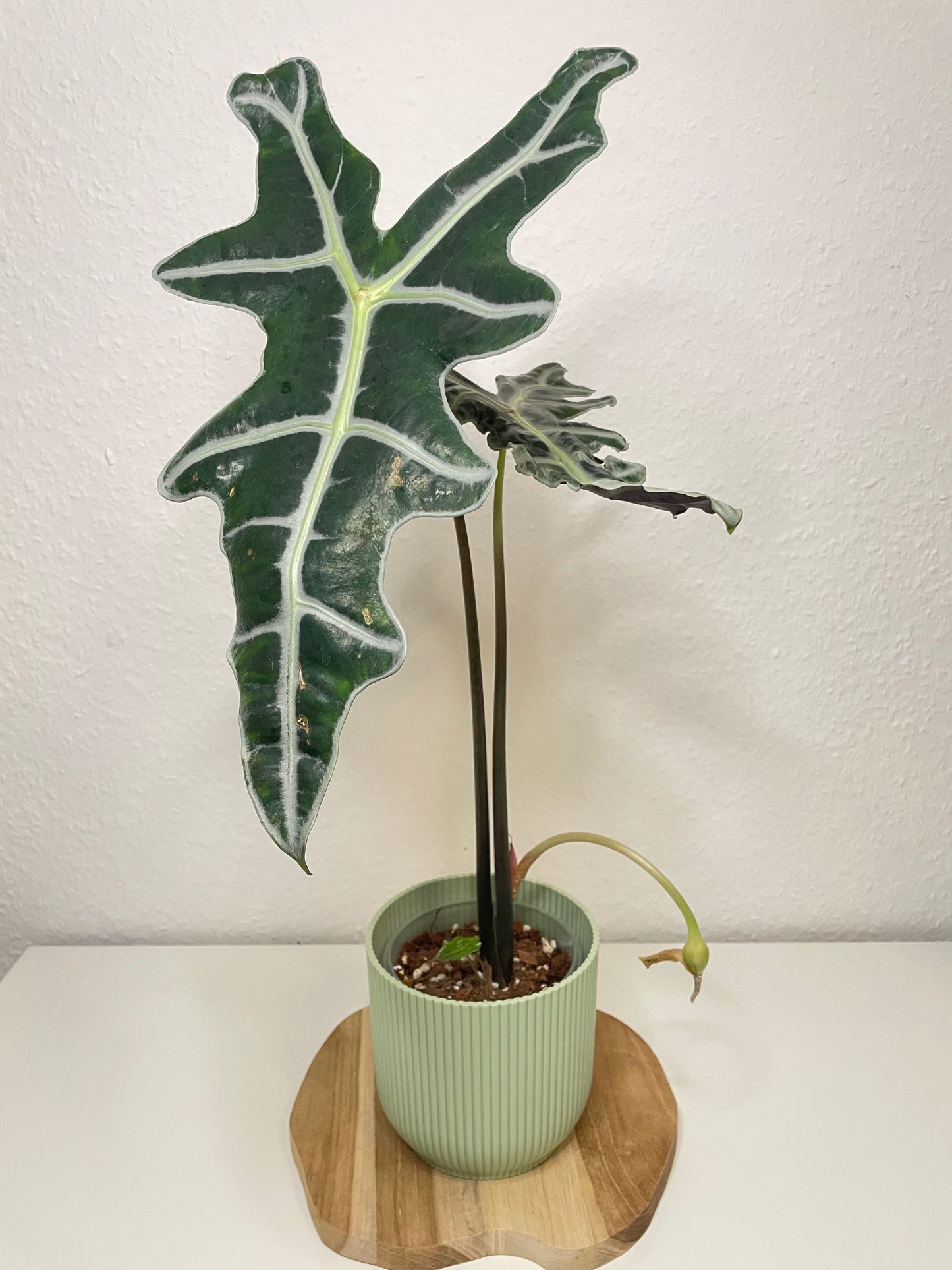 Alocasia Nobilis