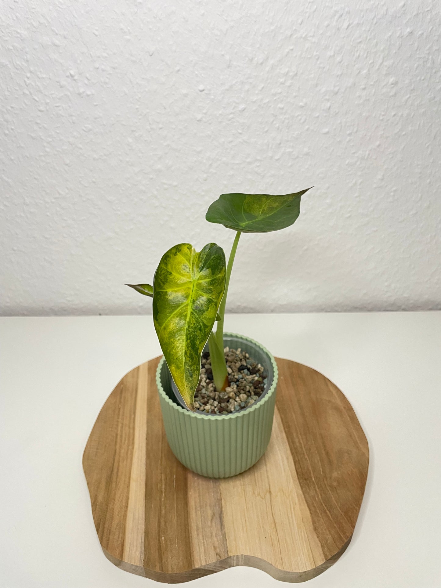 Alocasia Wentii Variegata