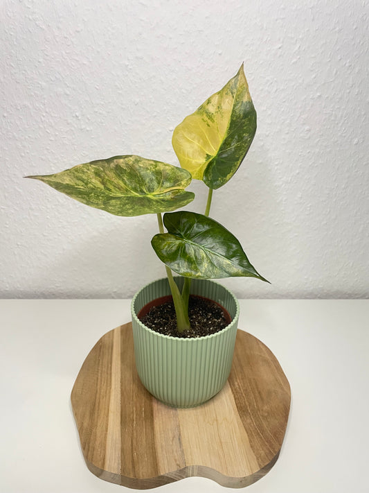 Alocasia Wentii Variegata