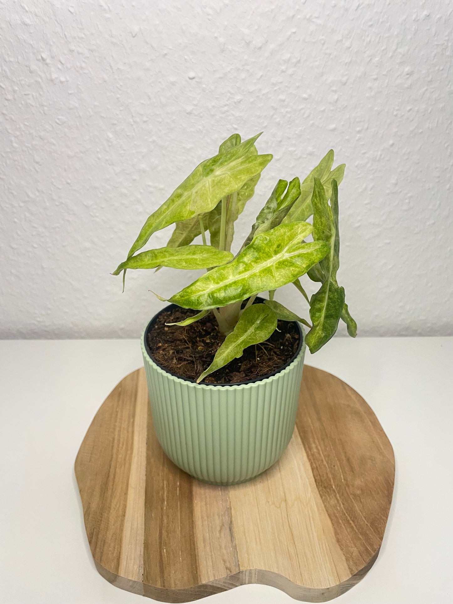 Alocasia Polly Variegata Aurea