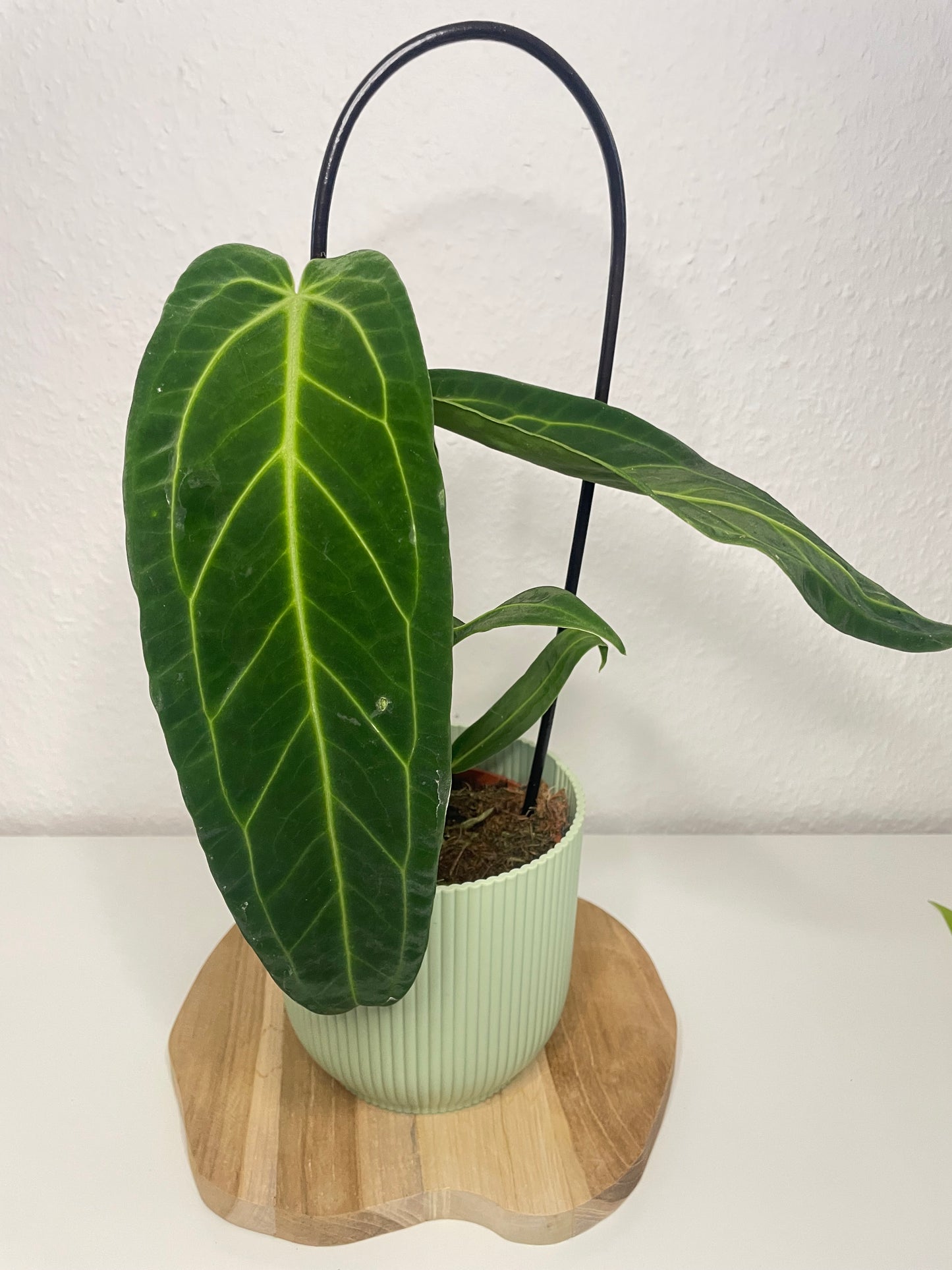 Anthurium Warocqueanum