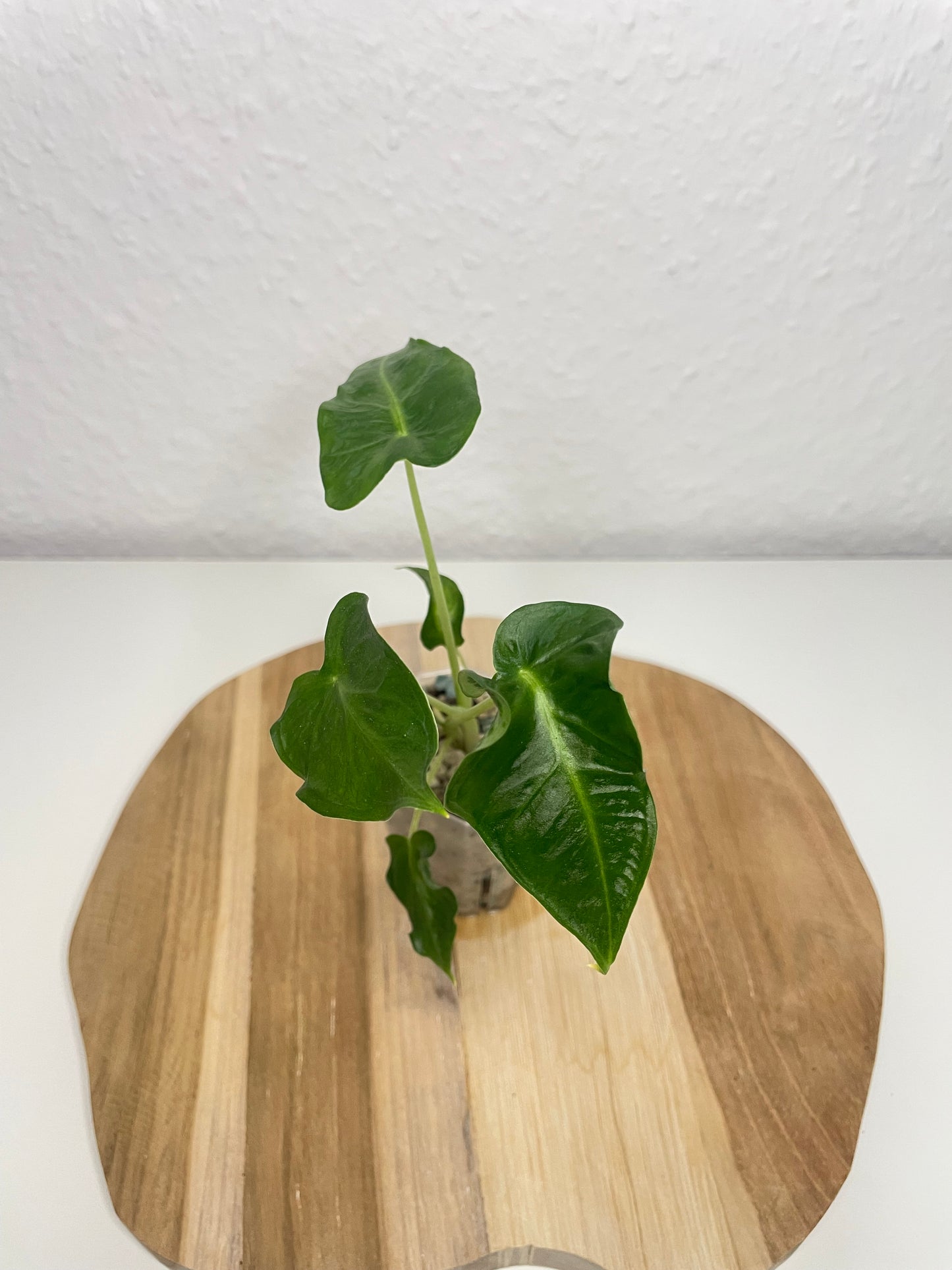 Alocasia Frydek Tattoo
