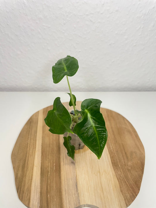 Alocasia Frydek Tattoo