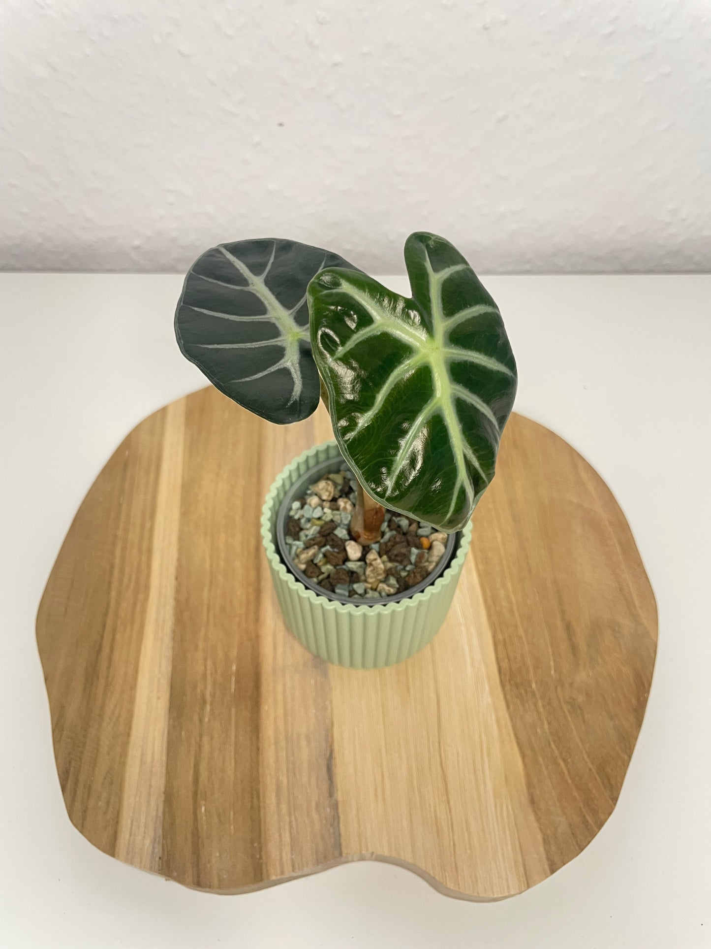 Alocasia Balloon Heart