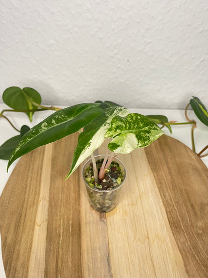 Alocasia Nairobi Nights Variegata