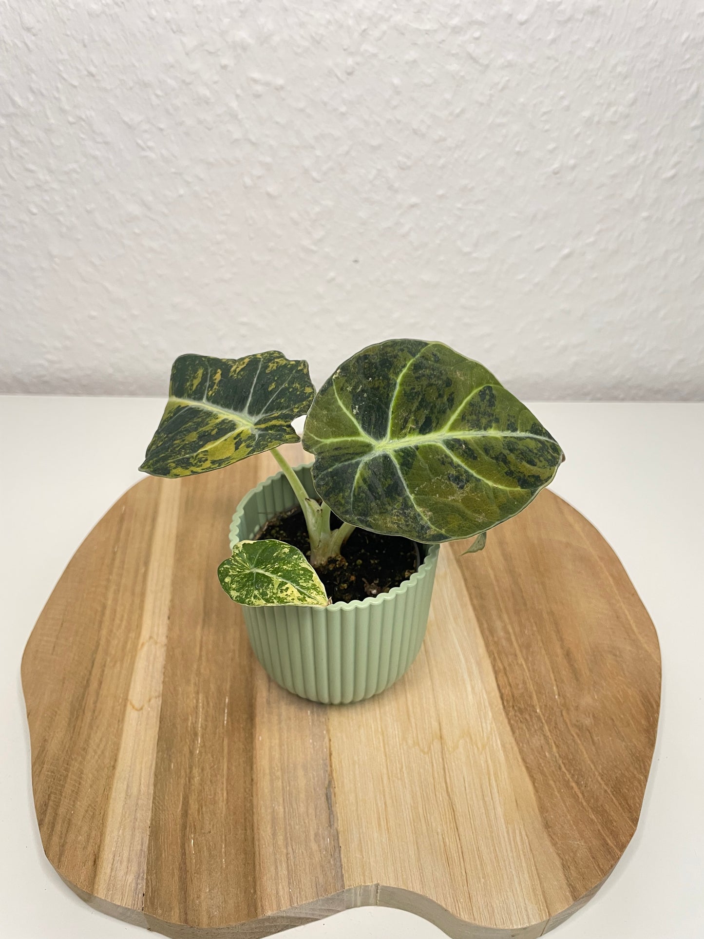 Alocasia Black Velvet Gold