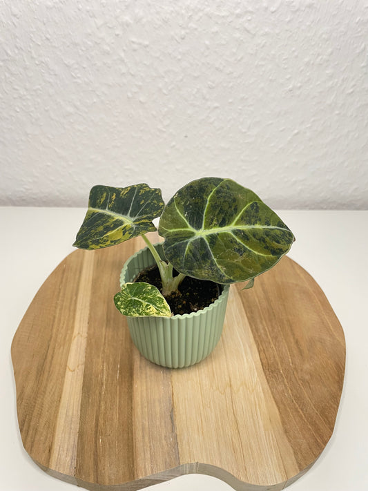 Alocasia Black Velvet Gold