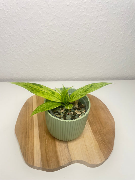 Anthurium Vittarifolium Variegata