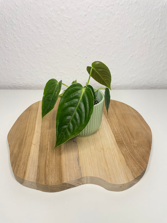 Anthurium Veitchii