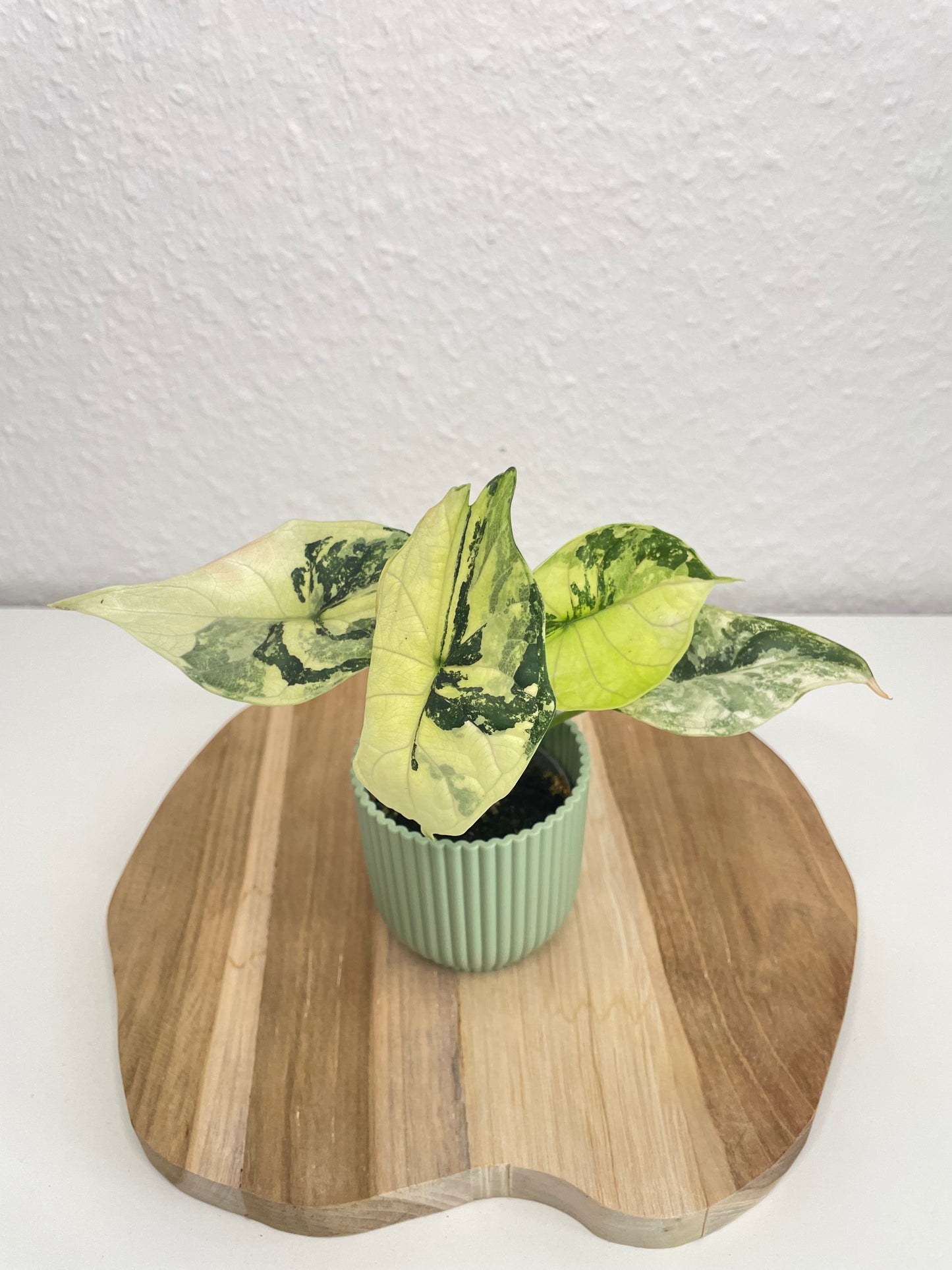 Alocasia Dragon Scale Albo