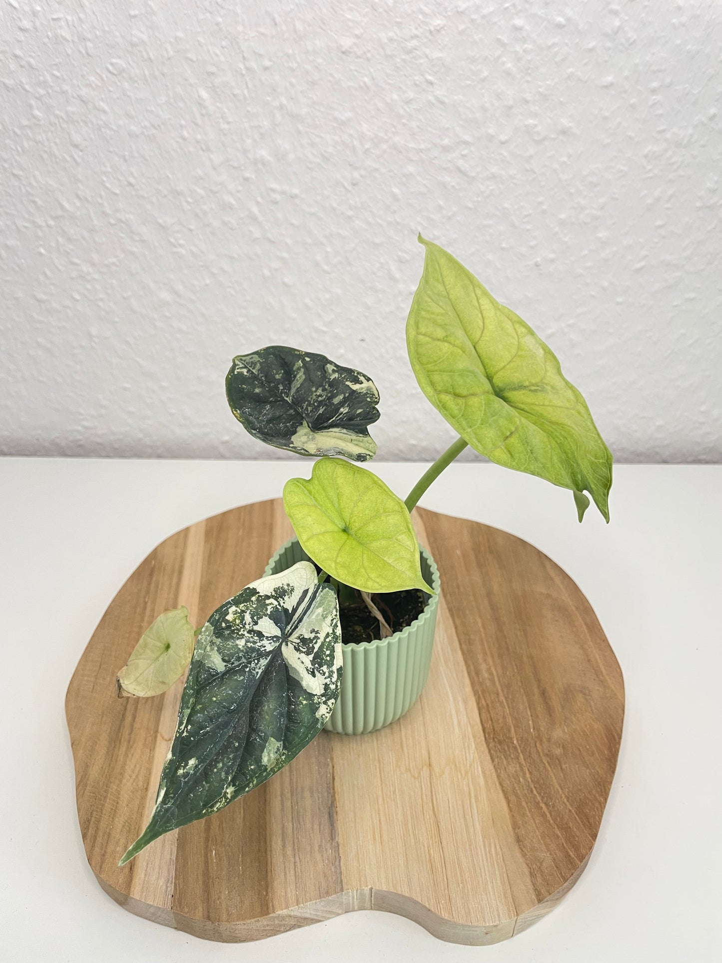 Alocasia Dragon Scale Albo