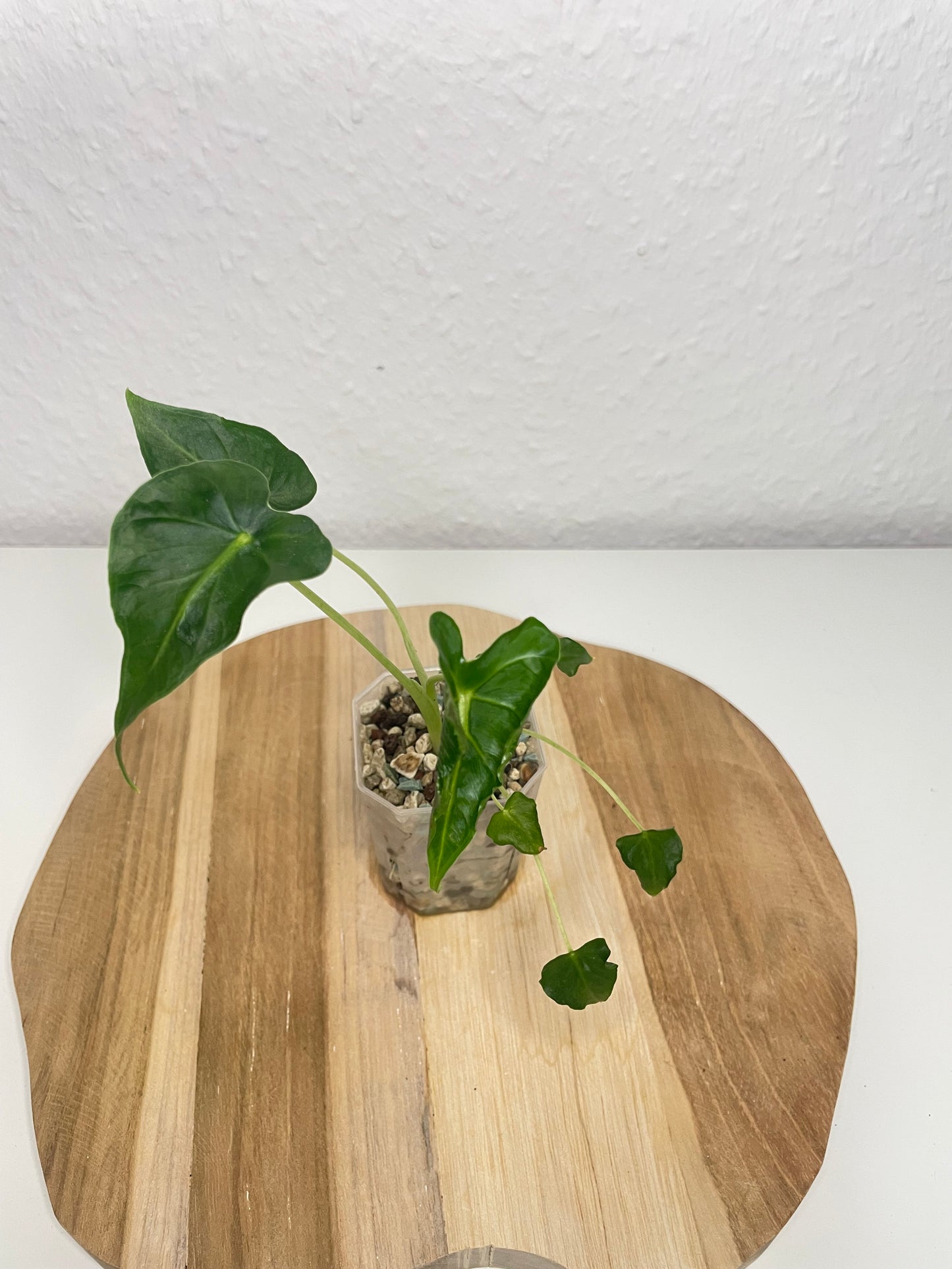 Alocasia Frydek Tattoo