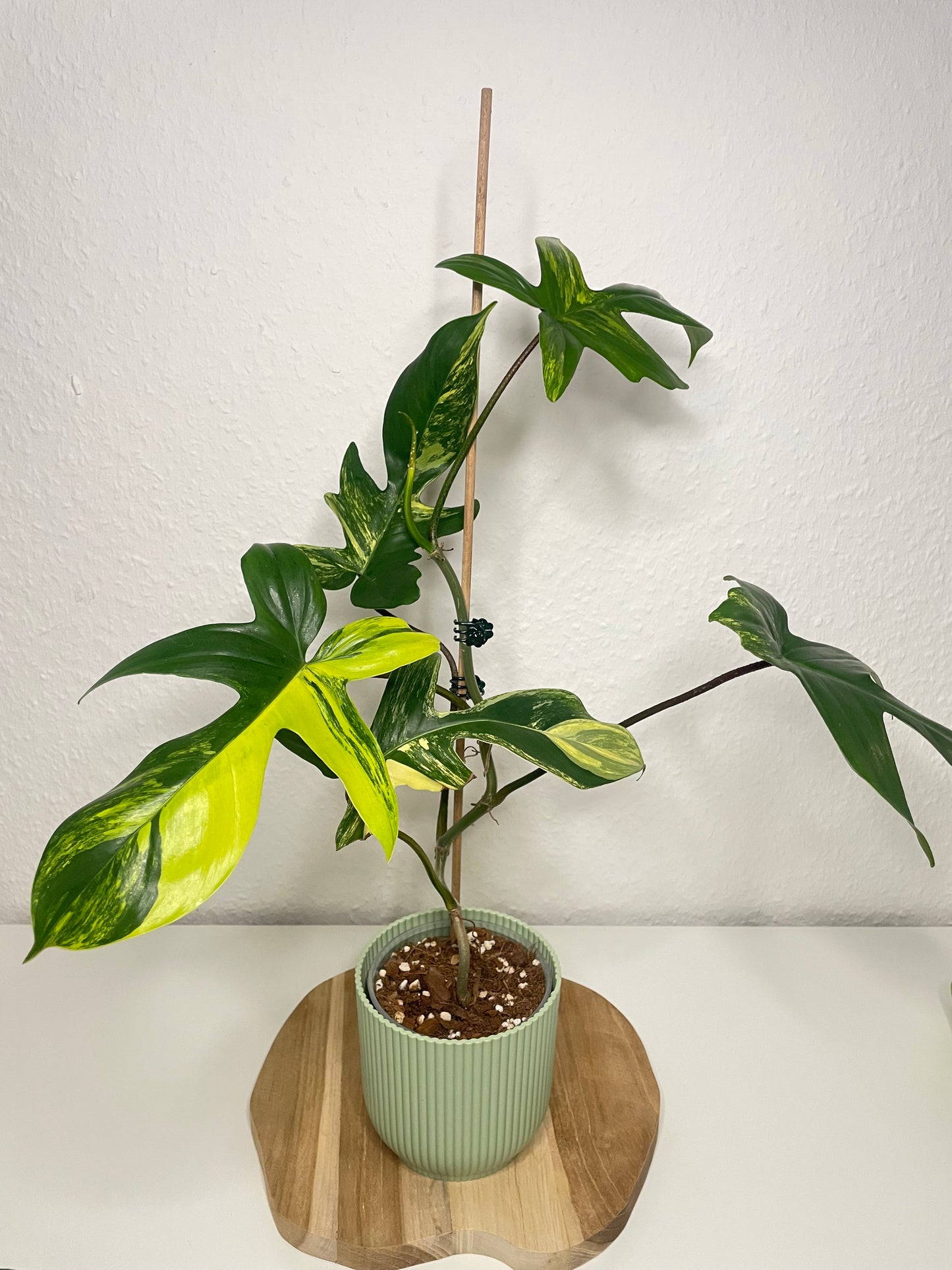 Philodendron Florida Beauty