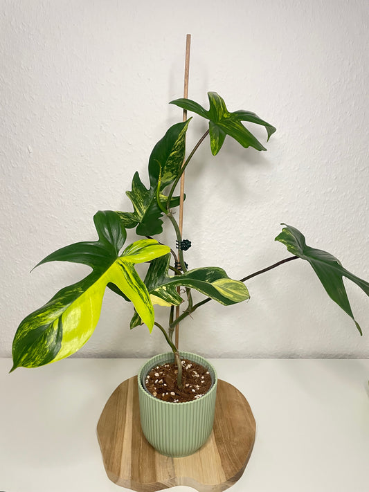 Philodendron Florida Beauty