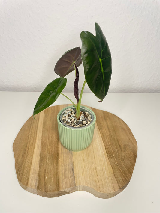 Alocasia Golden Bone