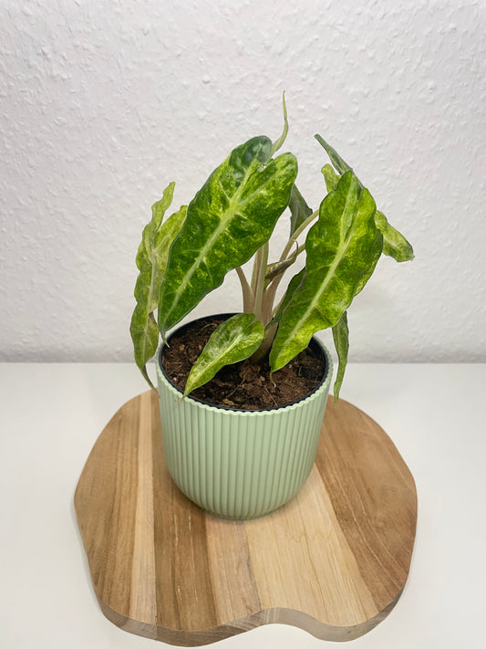 Alocasia Polly Variegata Aurea