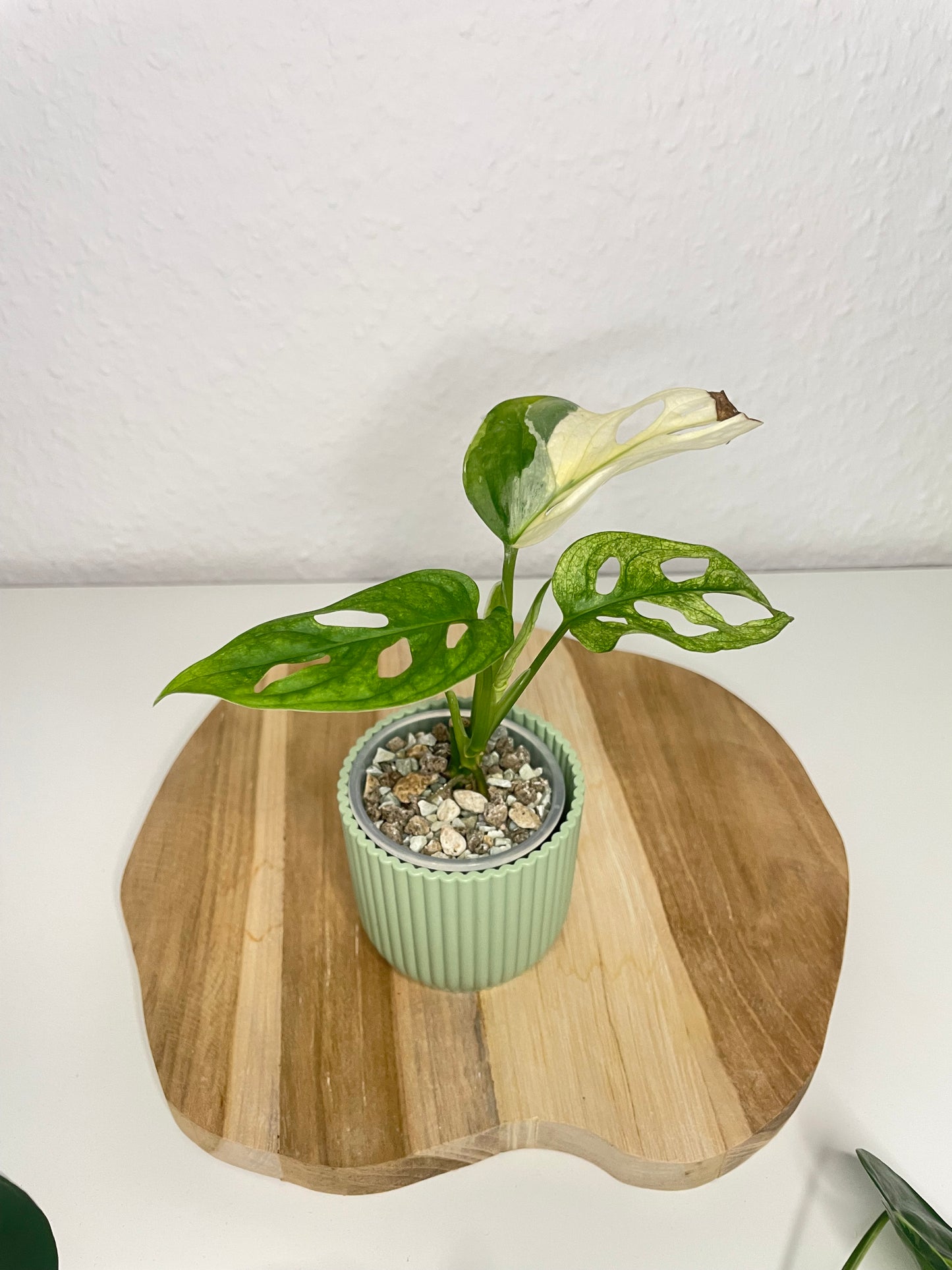 Monstera Adansonii Variegata