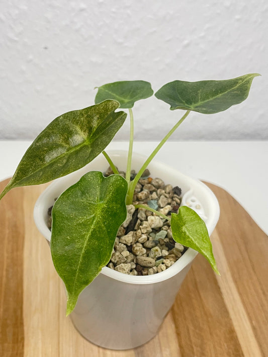 Alocasia Golden Bone pink mint