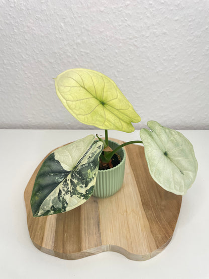 Alocasia Dragon Scale Albo