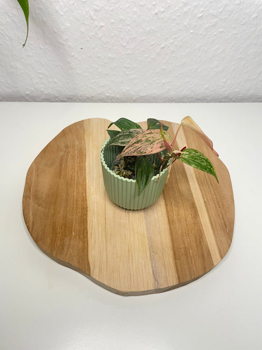 Philodendron Micans pink marble