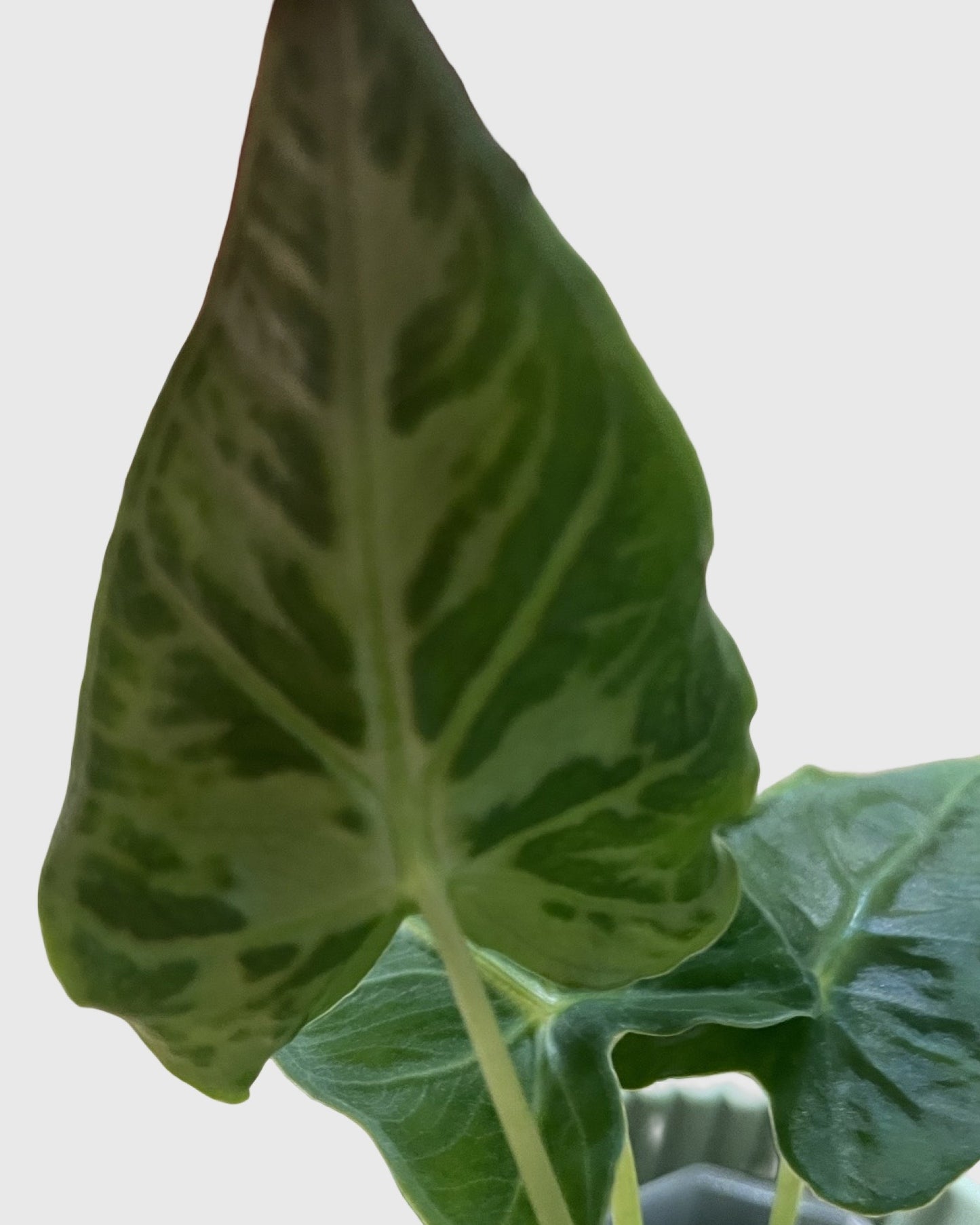 Alocasia Frydek Tattoo