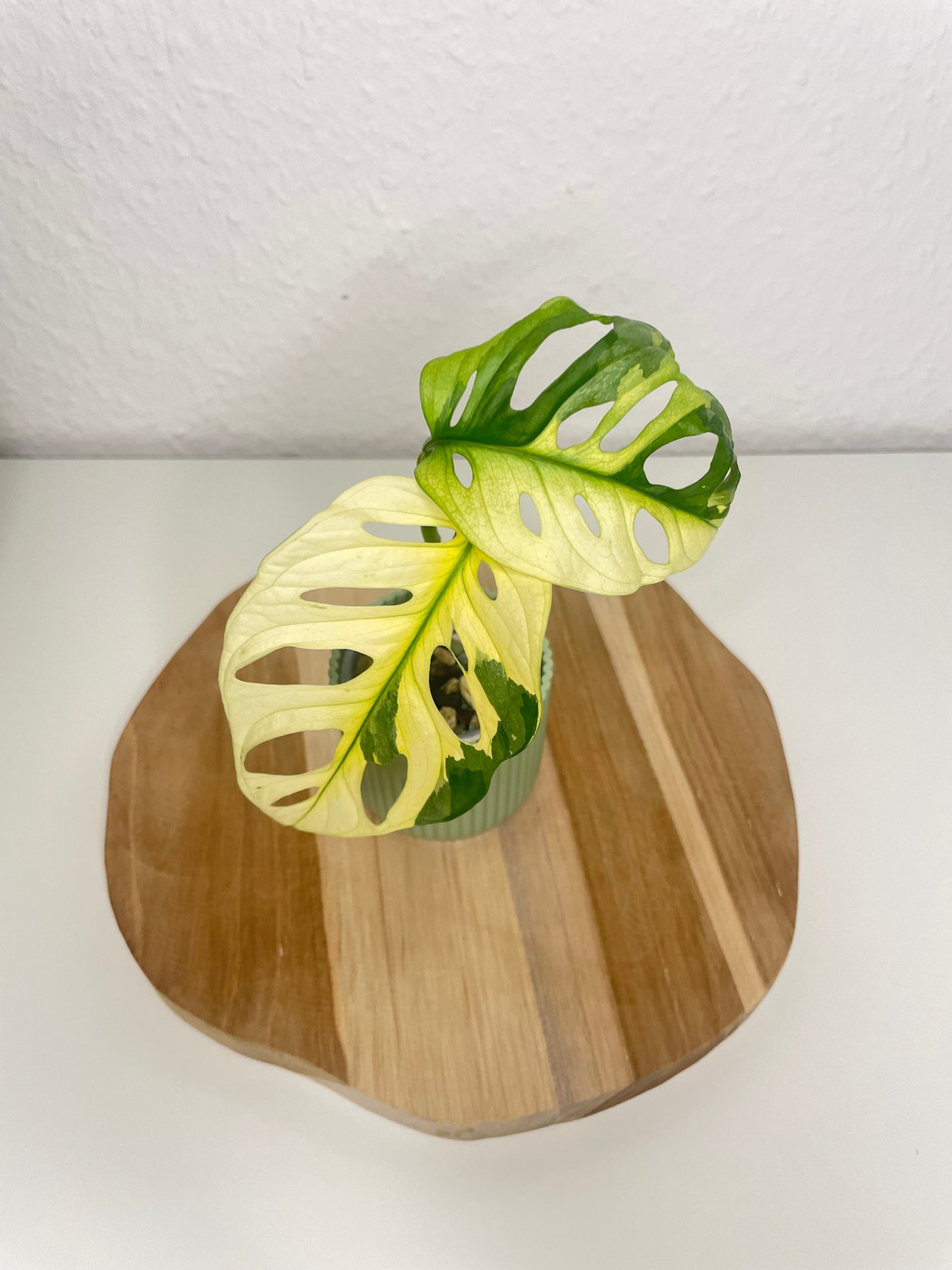 Monstera Adansonii Variegata