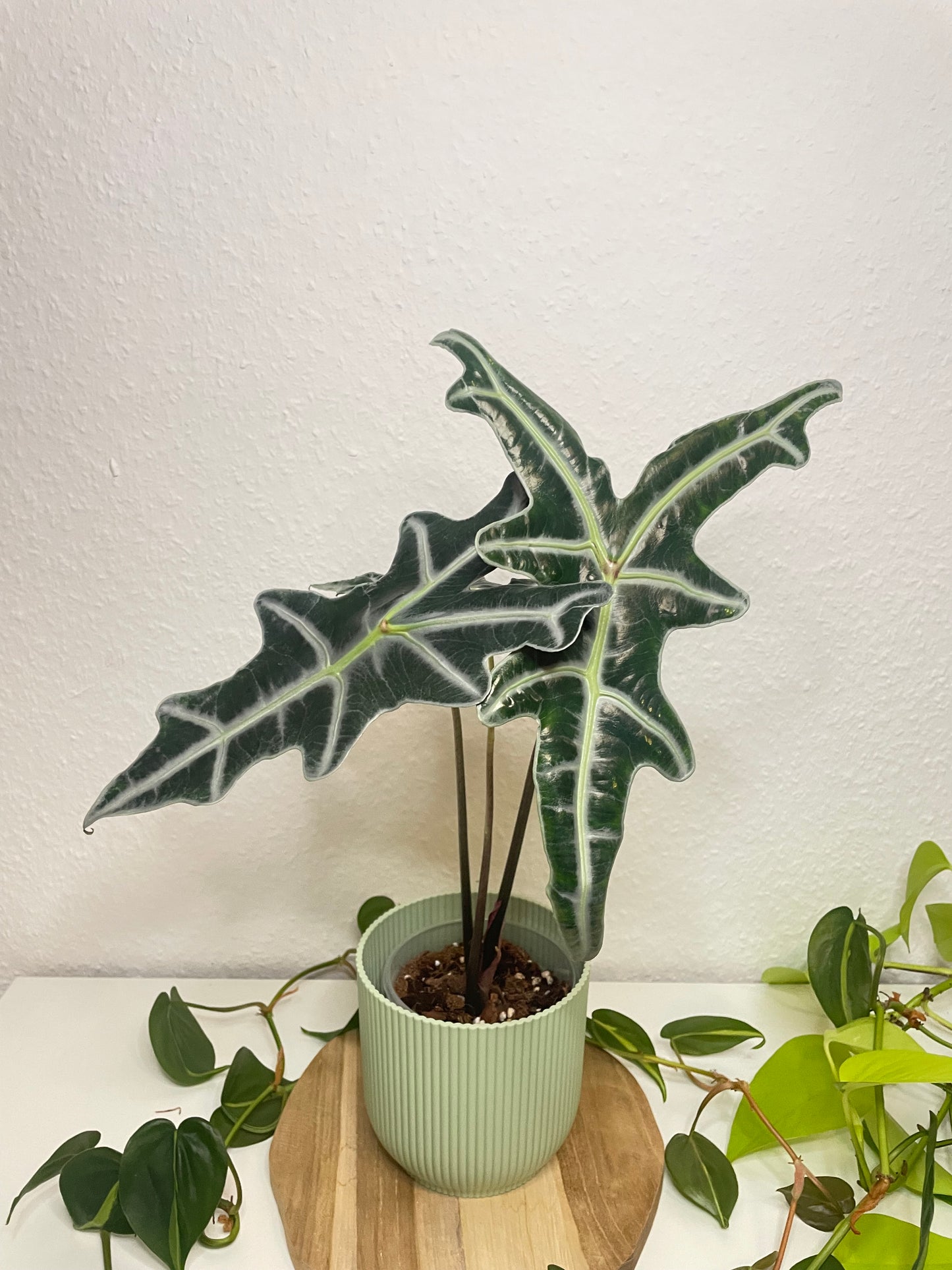 Alocasia Nobilis