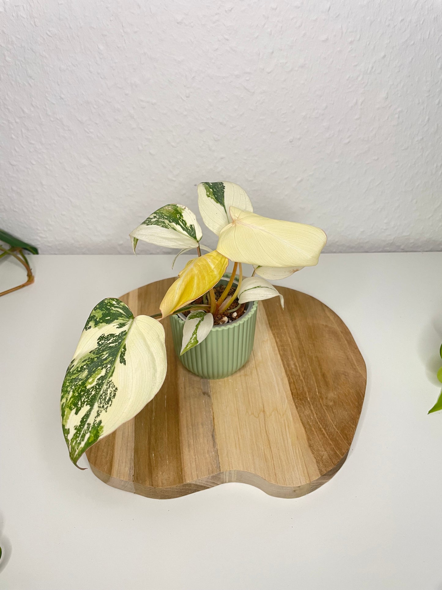 Philodendron Gloriosum Tricolor