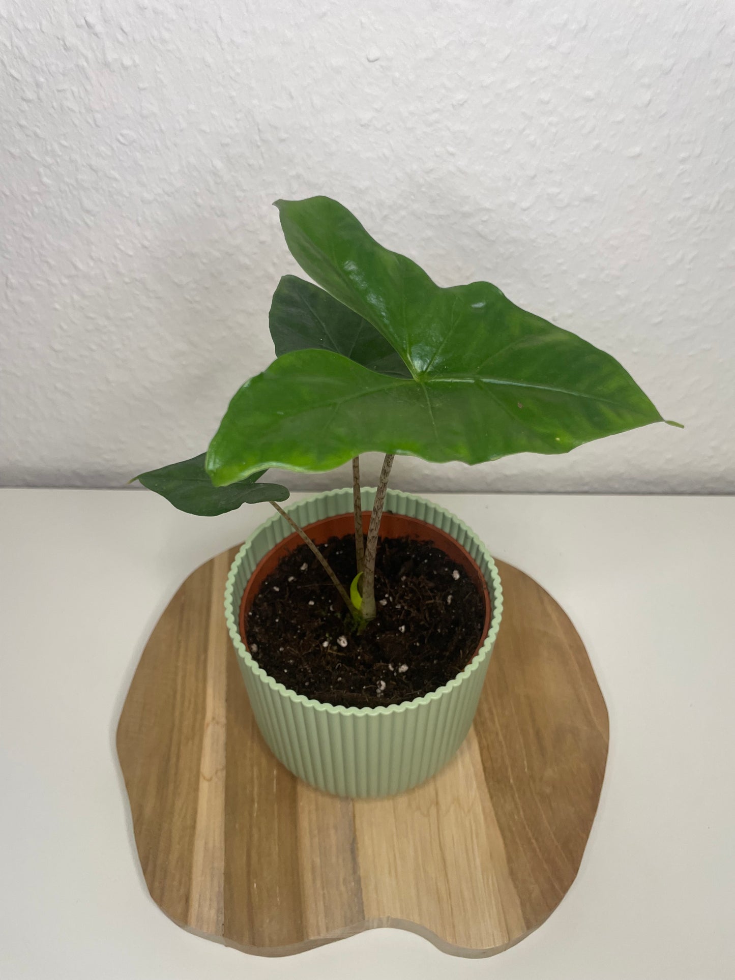 Alocasia Nycteris Batwing