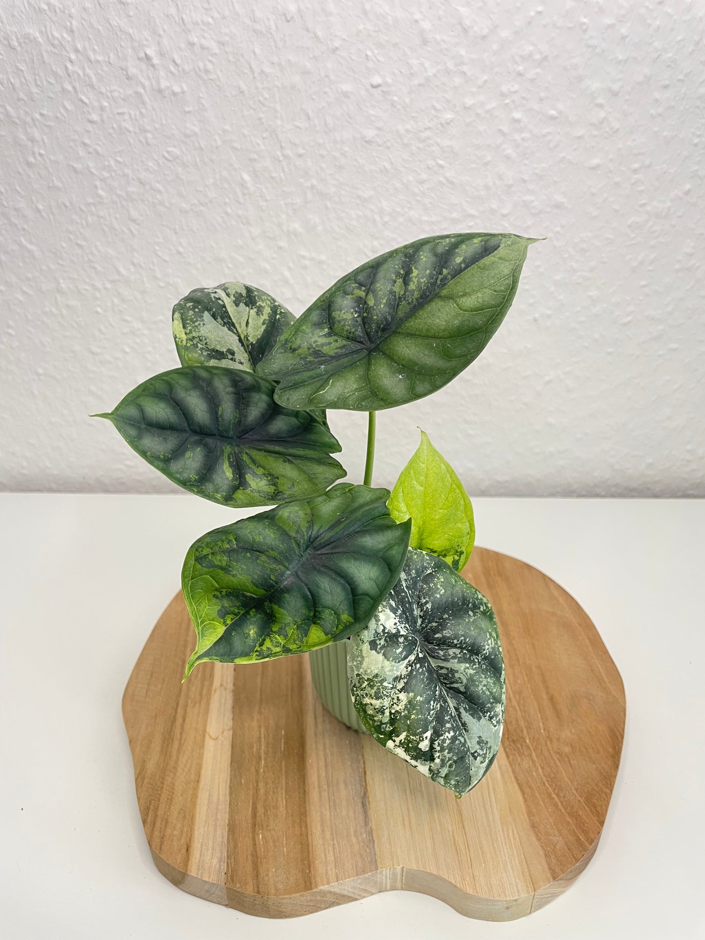 Alocasia Dragon Scale Albo