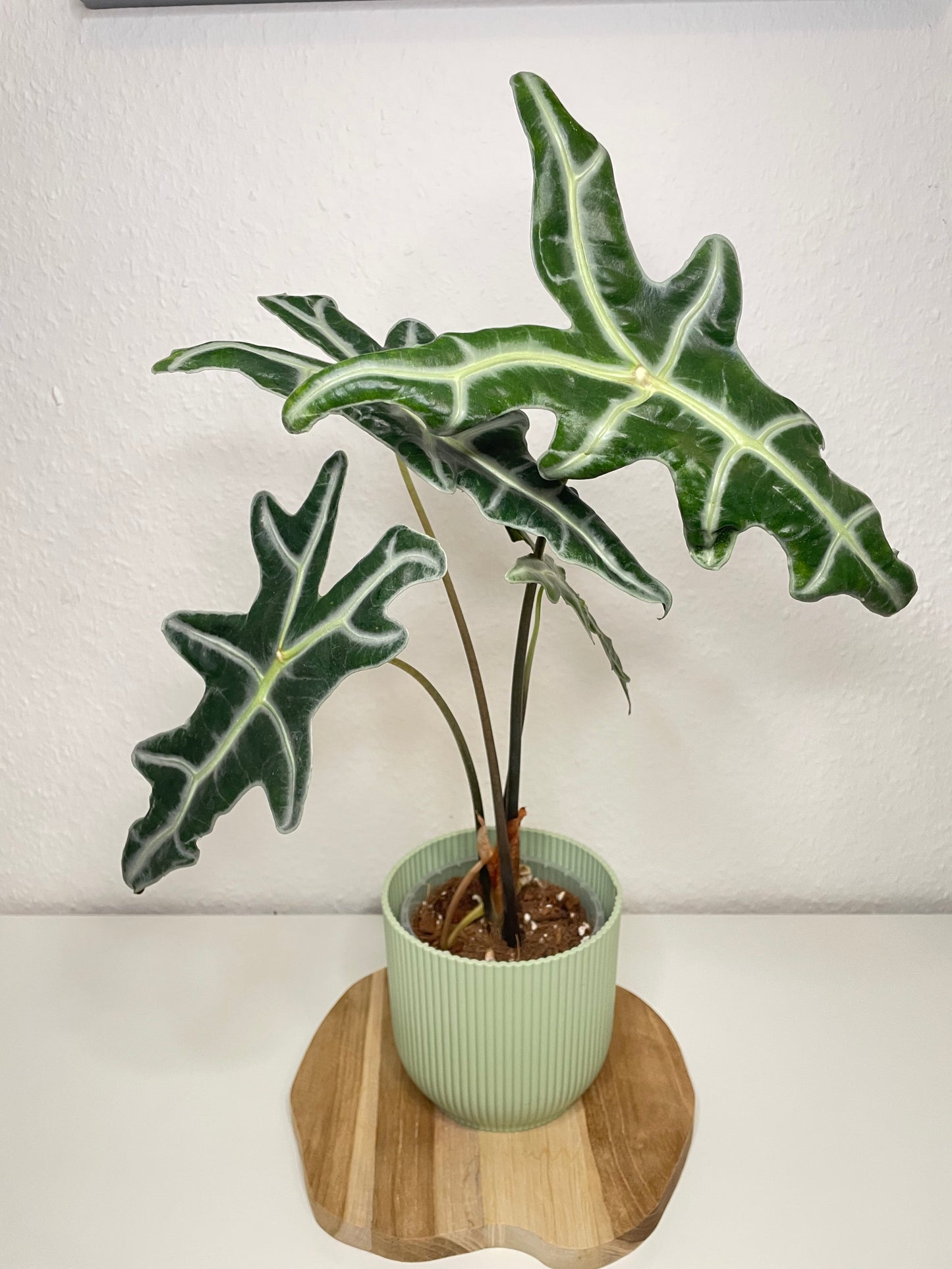 Alocasia Nobilis