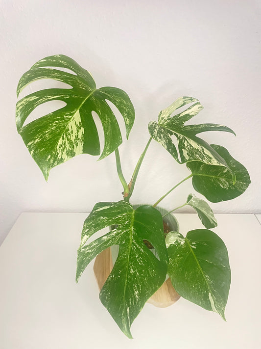 Monstera Deliciosa Variegata