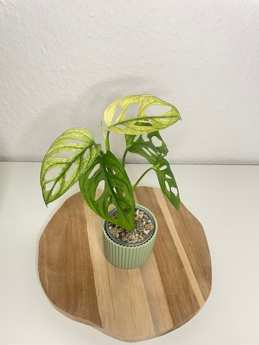 Monstera Adansonii Variegata