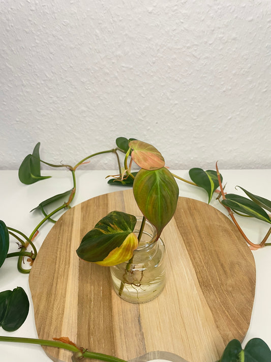 Philodendron Micans Variegata