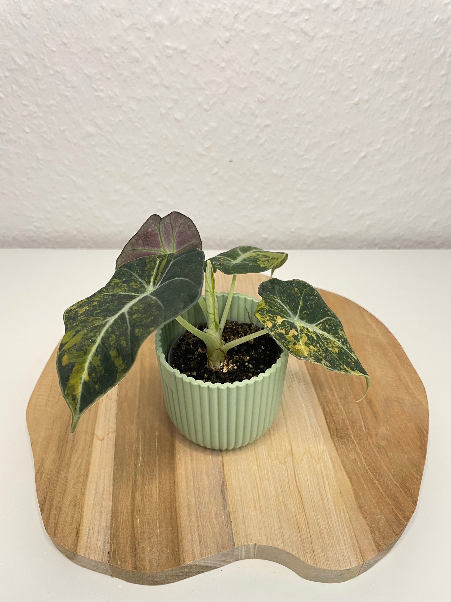 Alocasia Black Velvet Gold