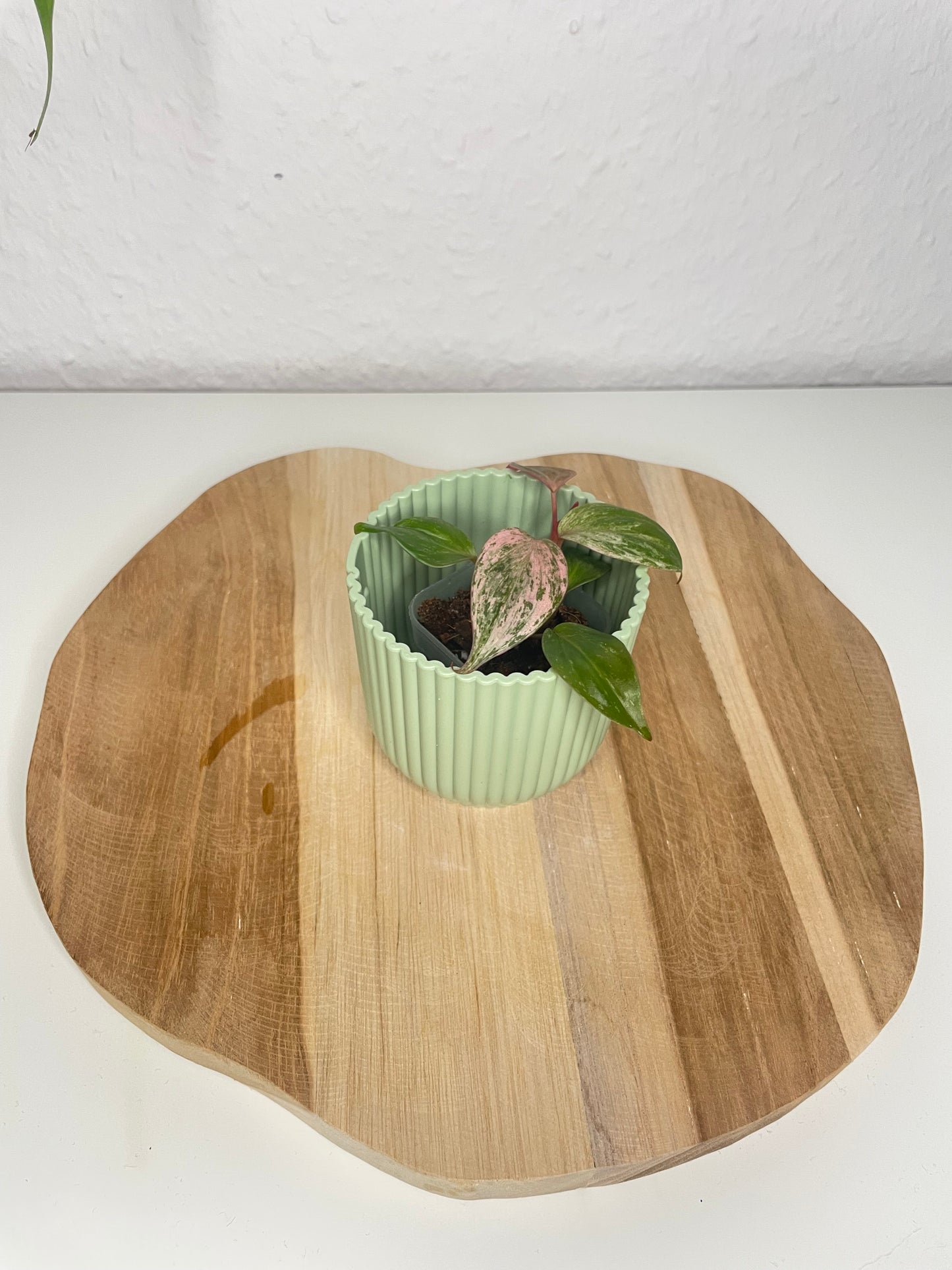 Philodendron Micans pink marble