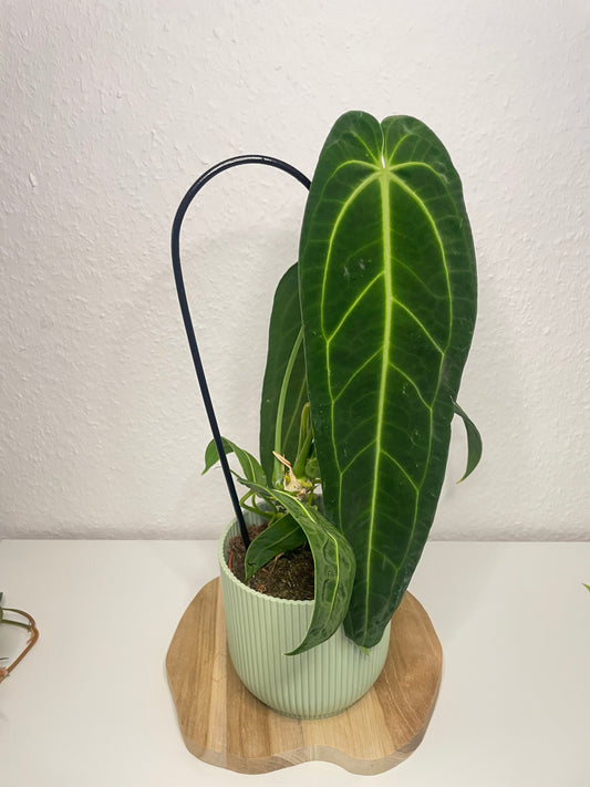 Anthurium Warocqueanum