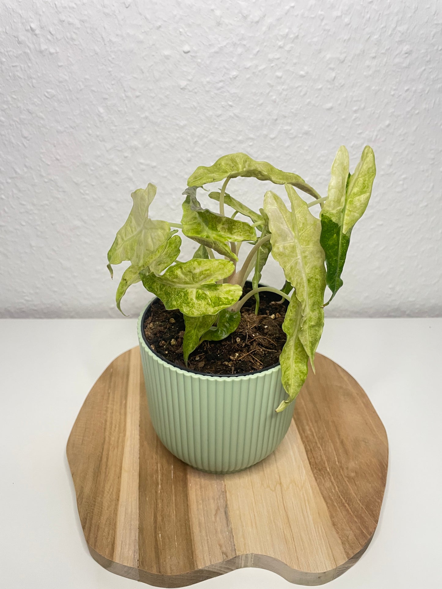 Alocasia Polly Variegata Aurea